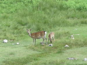 明神平で草を食む鹿
