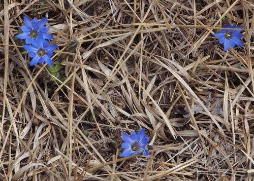 八曽山の湿地に咲くハルリンドウ