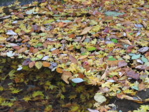 水面に浮かぶ落葉水底に沈む落葉