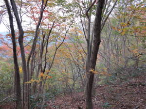 西台山のシロモジの黄葉